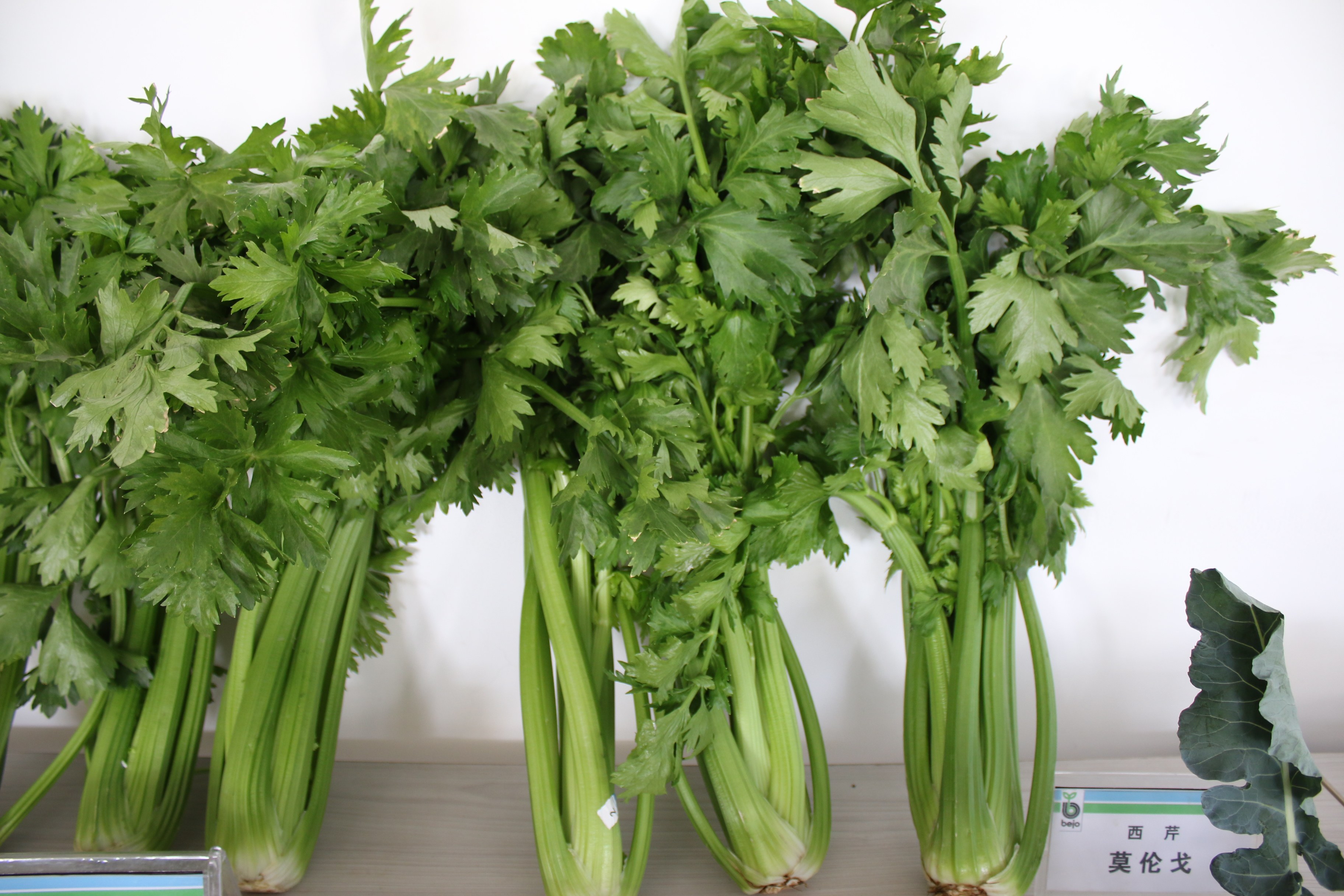 原装进口高产西芹种子文图拉西芹美国西芹桂河芹菜包邮