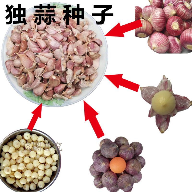 彭州一代紫皮独头蒜种子独子蒜种独蒜种独蒜头种独蒜种子独蒜种籽