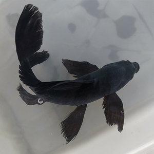 黑锦鲤鱼 招财 黑金黑色包金鱼活鱼冷水观赏鱼黑草金龙凤乌金锦鲤