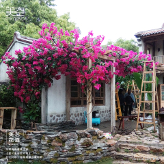 美空C050仿真三角梅爬藤造景假植物绿藤条藤蔓那片星空那片海同款