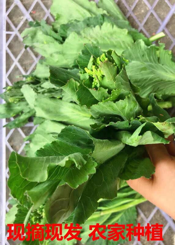白油菜苔新鲜蔬菜现摘农家自种四川乐山犍为眉山宜宾特产青油菜苔