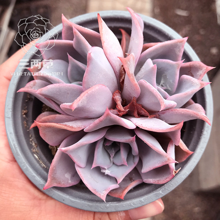 【一物一拍】露西娜 非沙漠骆驼 多肉植物 多头群生韩国大棚花卉