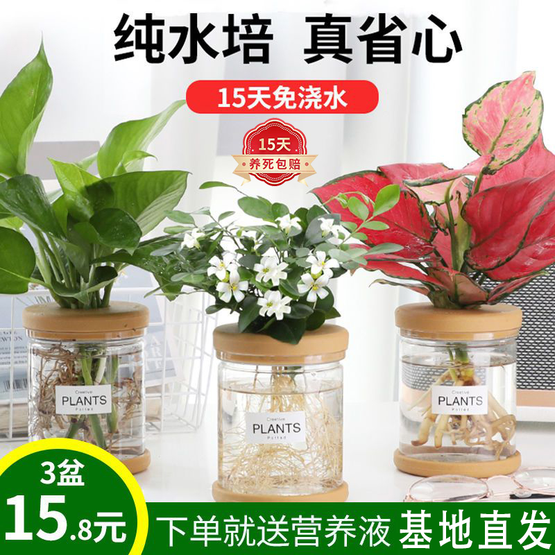 水培植物绿萝九里香吉利红小盆栽绿植