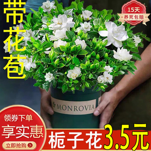 栀子花盆栽室内水培养殖易好养活花卉花苞绿植观赏绿植栀子花老桩