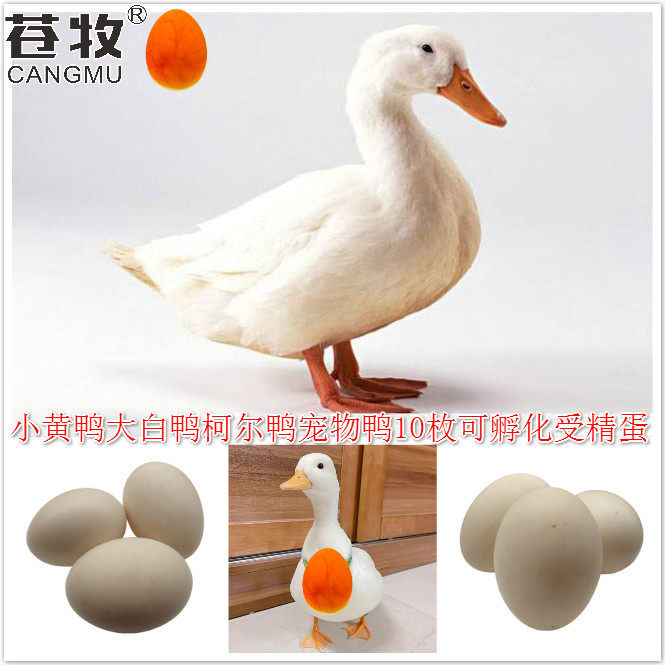 小黄鸭受精蛋10枚大白鸭宠物鸭受精卵樱桃谷鸭种蛋可孵化批发包邮