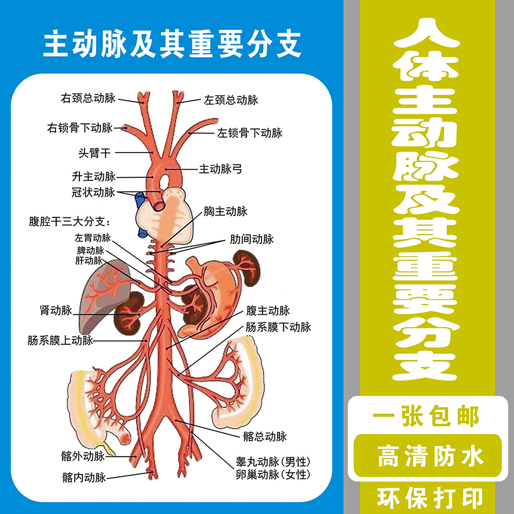 人休主动脉及其分支分布血液系统人体肌肉骨骼神经血管分布图