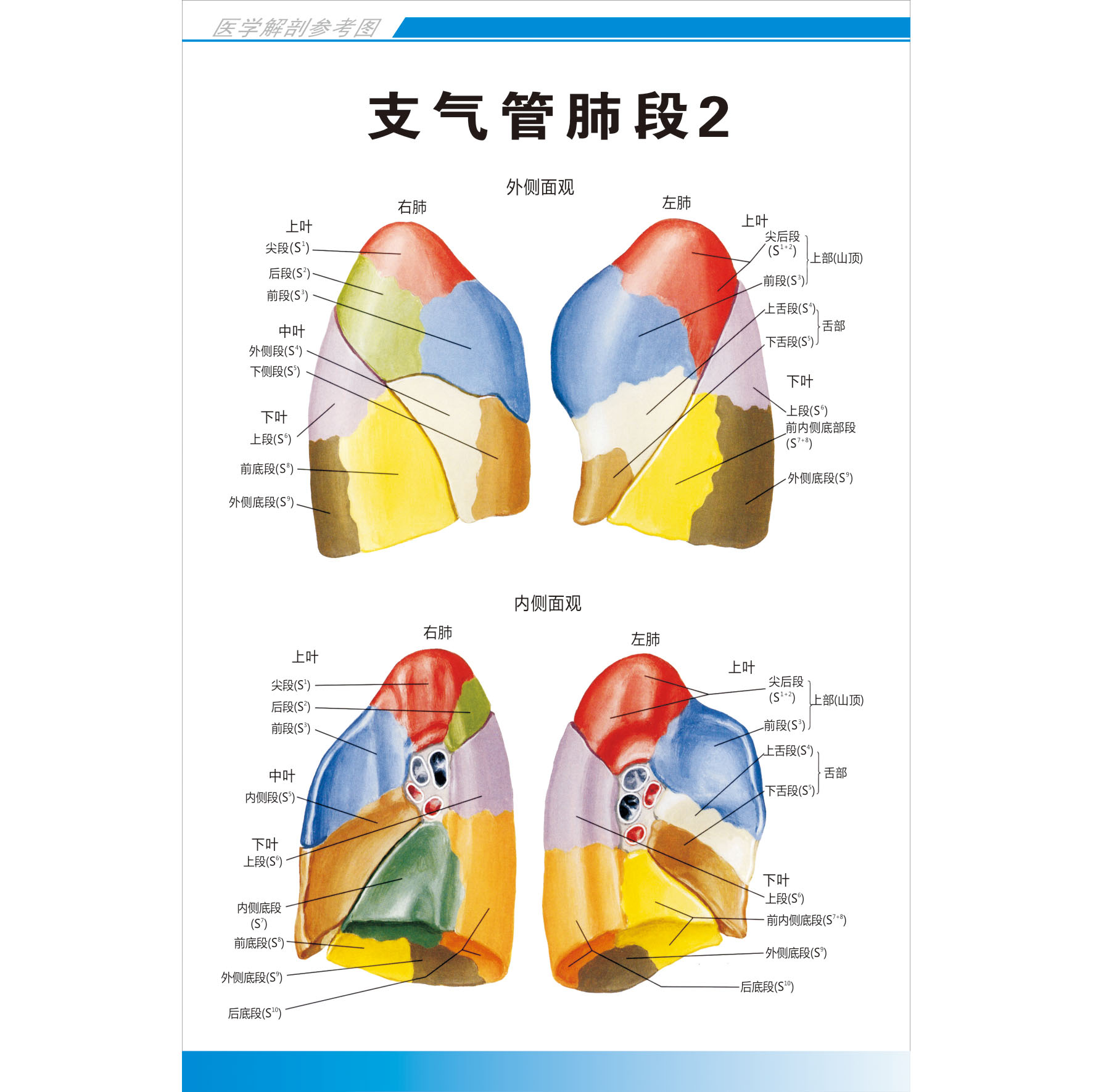 支气管肺段医学解剖图医院宣传海报健康教育挂图急救知识挂画