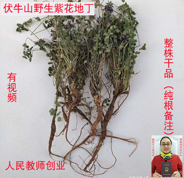 优质地丁根剪叶 野生紫花地丁春季萝卜地丁有蒲公英茶正品 中药材