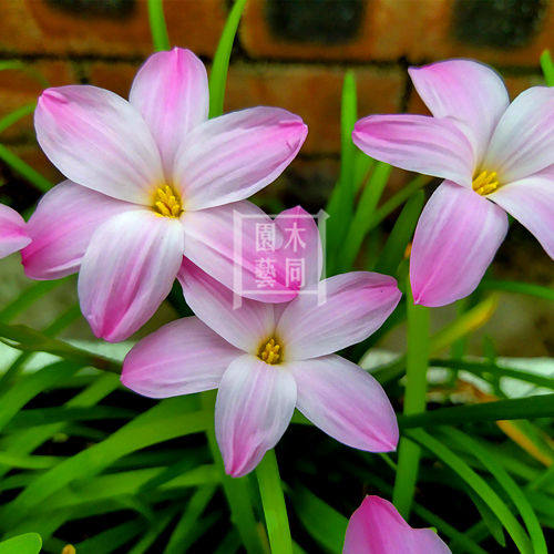 风雨雨兰种球粉红豹pinkpanther四季种植耐热球根种球