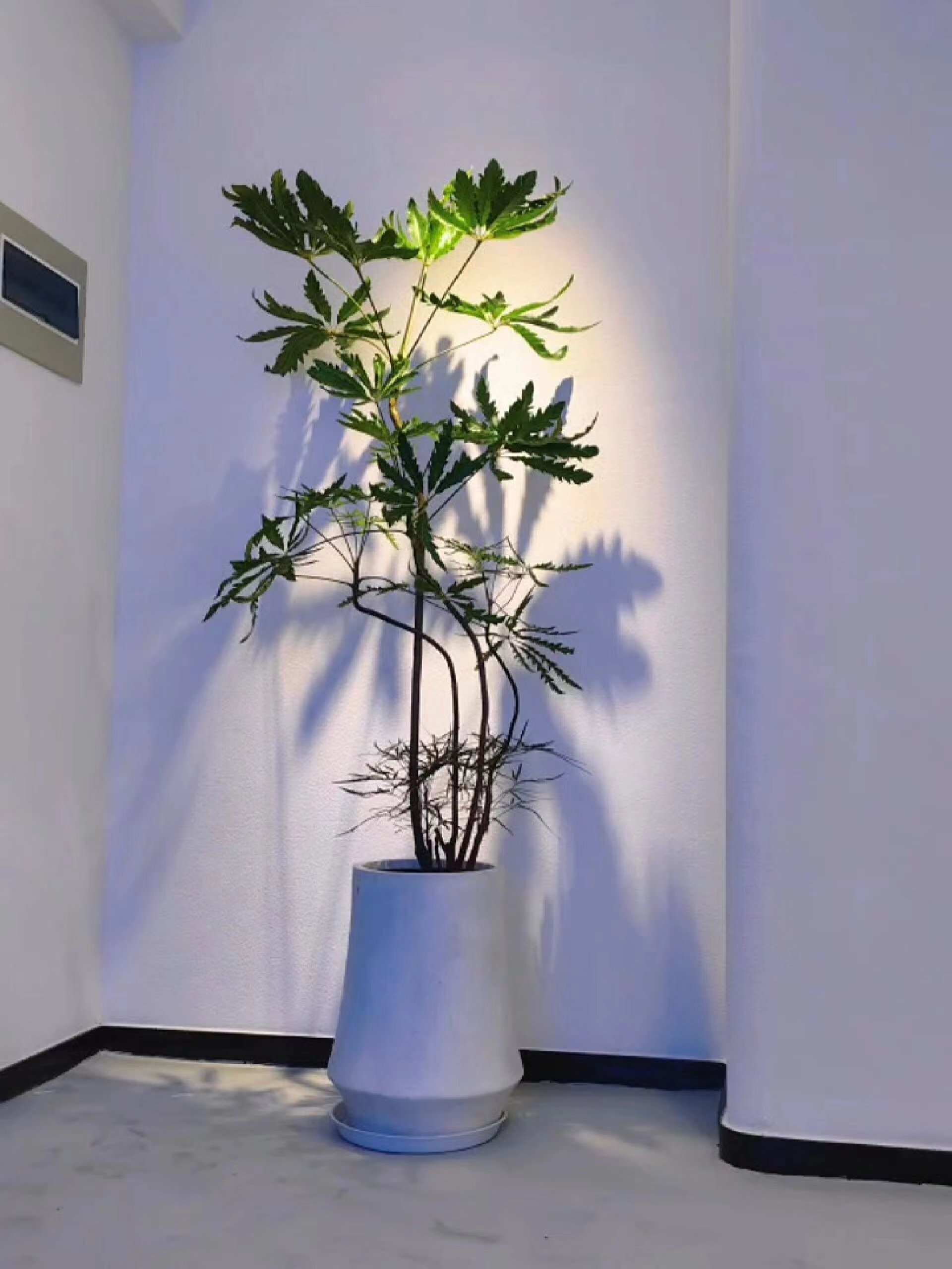 造型孔雀木盆栽大型绿植室内客厅植物