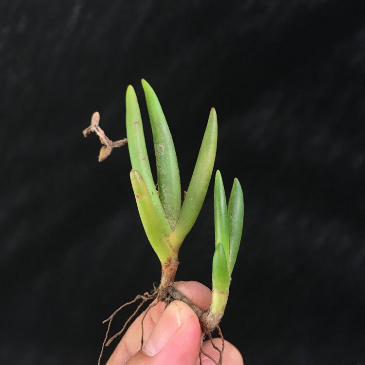 24厘米野生山乌龟 金不换种球块根多肉室内袖珍花卉盆景盆栽植