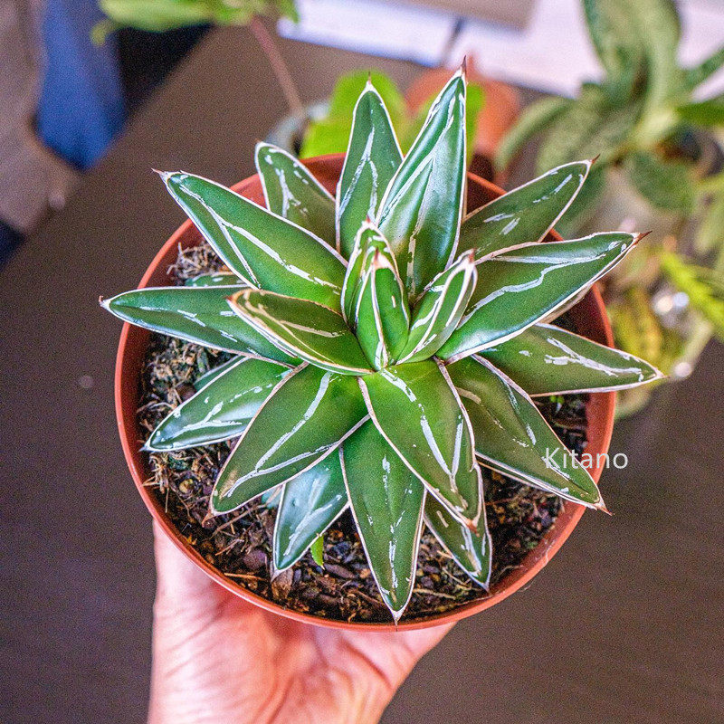 超大世之雪多肉植物 龙舌兰科好养肉肉 大型绿植防辐射花卉小植物