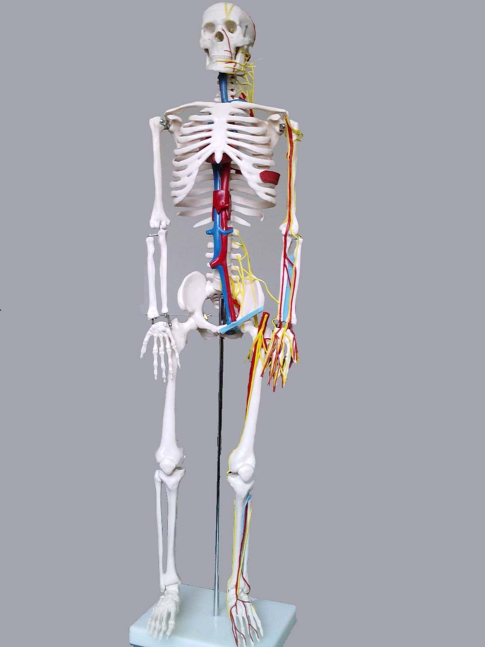 搜索"人骨模型"的优惠券结果页-搜券网