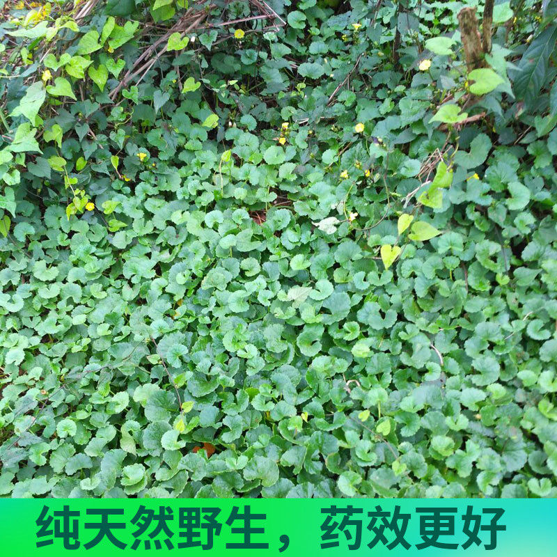 滋补凉茶_新鲜野生中草药雷公根灯盏菜积雪草凉茶煲汤滋补散装500g 3