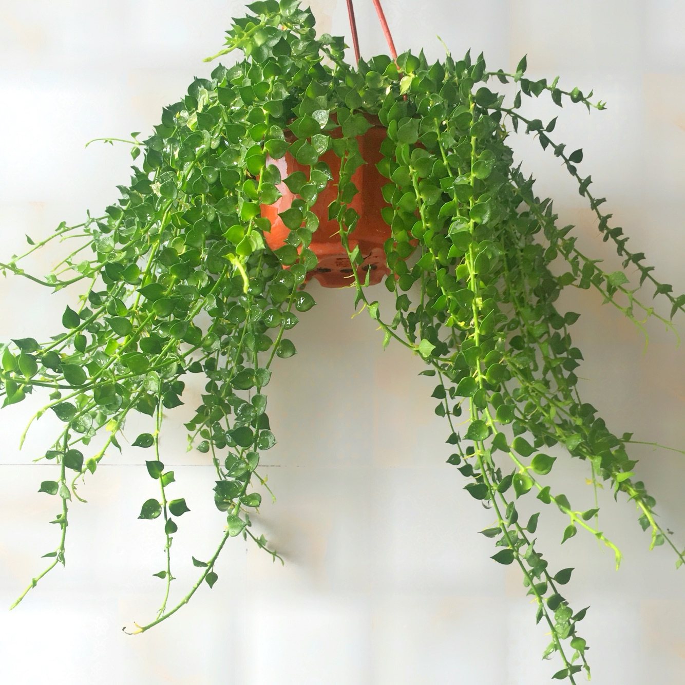 百万心室内吊篮花卉植物盆栽吊金钱垂挂小多肉绿植防辐射趣味藤蔓