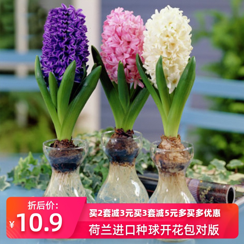 现货荷兰进口风信子种球水培套装含加厚玻璃瓶桌面水培球根花卉在类目 鲜花速递/花卉仿真/绿植园艺, 花卉/蔬果/草坪种子(新), 种球中 - 来自Buy2taobao.com提供专业的淘宝代购服务
