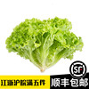 新鮮綠花葉生菜羅莎500g綠珊瑚散葉西餐沙拉蔬菜漢堡西餐生菜食用 新鮮綠花葉生菜羅莎500g綠珊瑚散葉西餐沙拉蔬菜漢堡西餐生菜食用