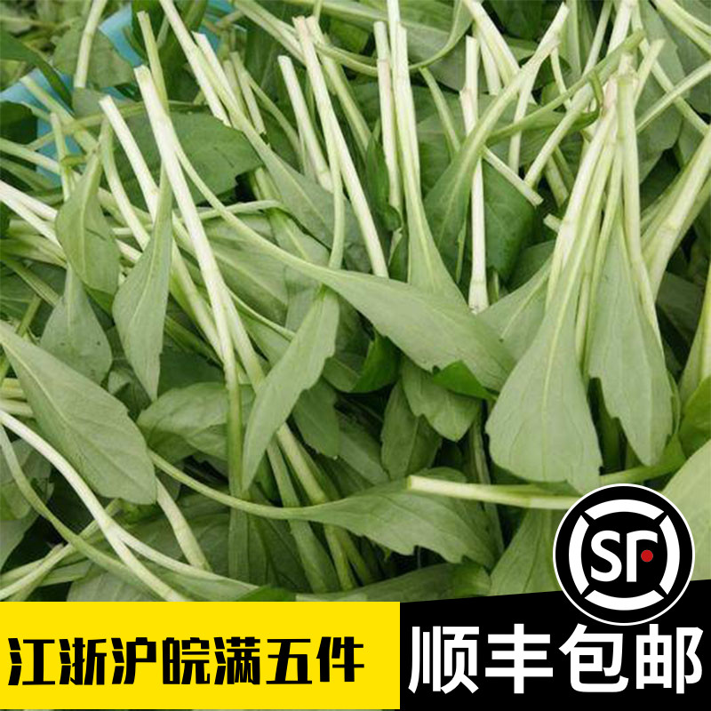 新鲜马兰头上海蔬菜露天红梗菜山坡野菜鸡儿肠 新鲜采摘500g在类目 水产肉类/新鲜蔬果/熟食, 新鲜蔬菜/蔬菜制品, 净菜中 - 来自Buy2taobao.com提供专业的淘宝代购服务