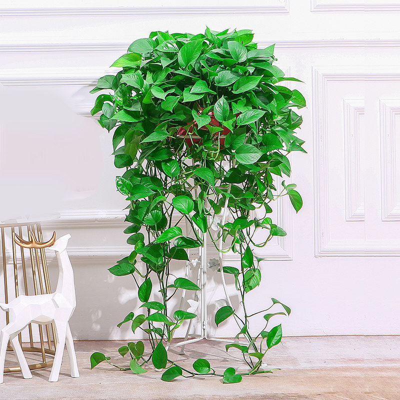 绿萝长藤大盆室内盆栽吊兰除甲醛绿箩大叶花卉水培植物客厅特大—绿植