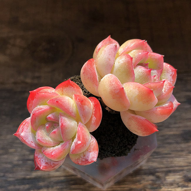 冰山多肉 月影系多肉精品控养 云南直播一物一拍昆明神琦的哆肉