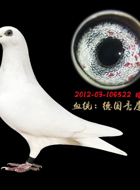 纯白信鸽/吐尼尔/秃鹰/村松白幼鸽