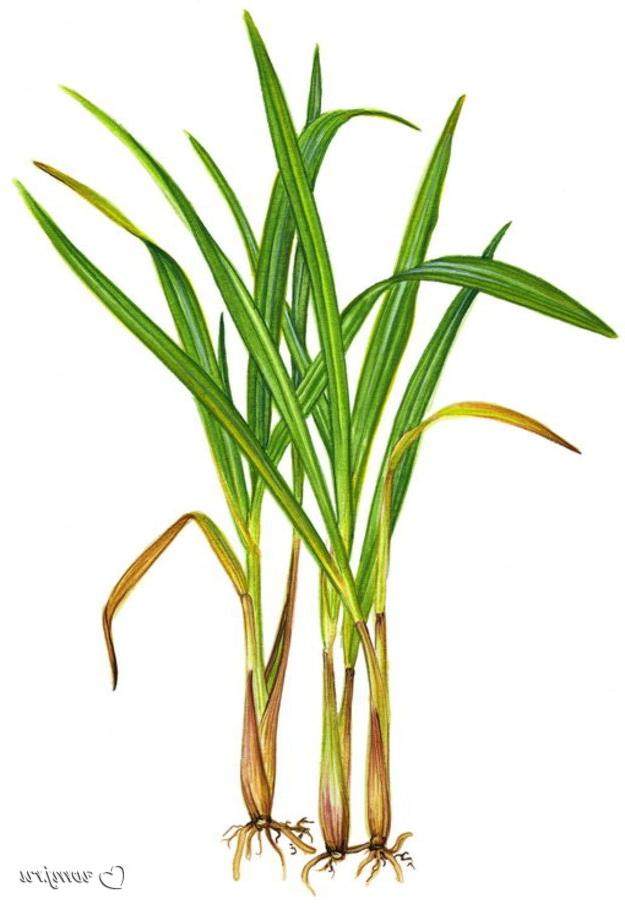 进口20ml爪哇茅草单方精油citronella香薰驱蚊手工单方精油