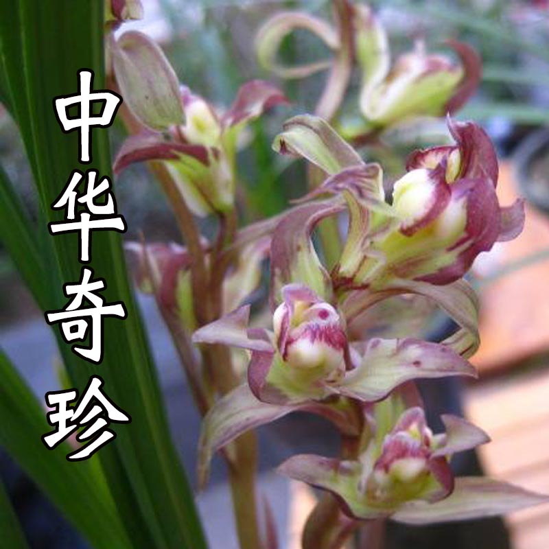 兰花浓香春剑中华华奇珍兰花苗办公室客厅阳台时令草本花卉