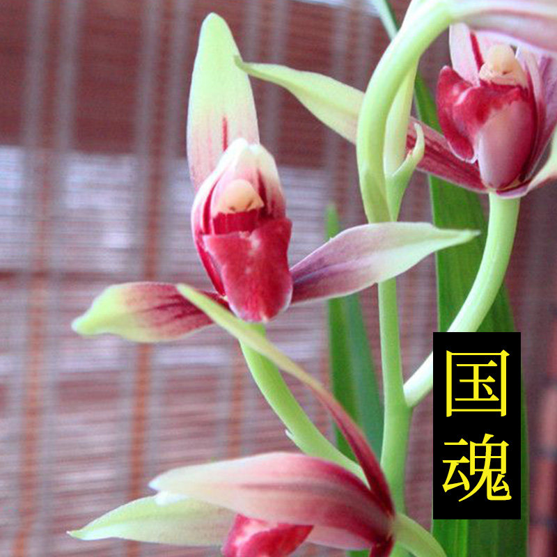 兰花 建兰四季兰国魂 室内外客厅办公室阳台盆栽花卉绿植好养花香