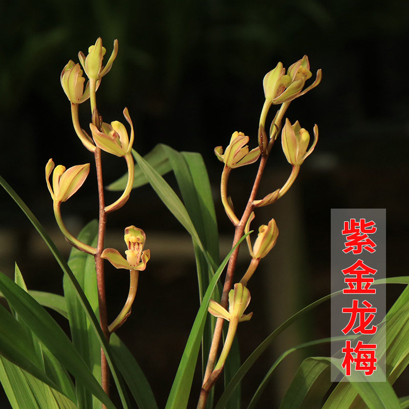 兰花 建兰【紫金龙梅】 兰花苗四季兰 办公室花卉盆栽植物室内盆