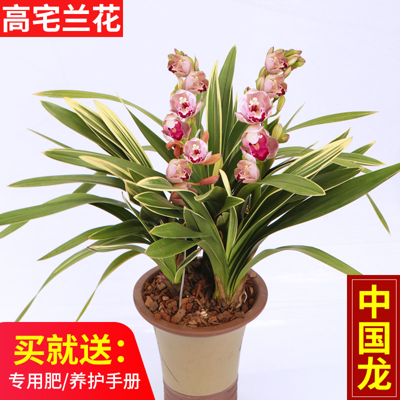 中国兰花|中国兰花交易网|中国兰花交易网首页 - 中国