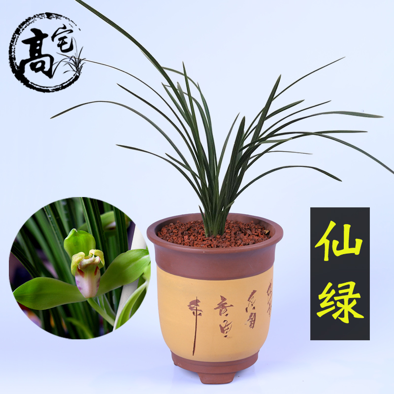 兰花 蕙兰仙绿 浓香室内客厅办公室盆栽花卉绿植物好养易花兰花苗|msdalam kategori penghantaran bunga/bunga simulasi/tumbuhan berkebun, bunga/Tumbuh-tumbuhan tumbuh-tumbuhan pasu (baru), 国兰/杂交兰/洋兰类 - dari Buy2taobao.com untuk memberikan perkhidmatan ejen Taobao profesional membeli