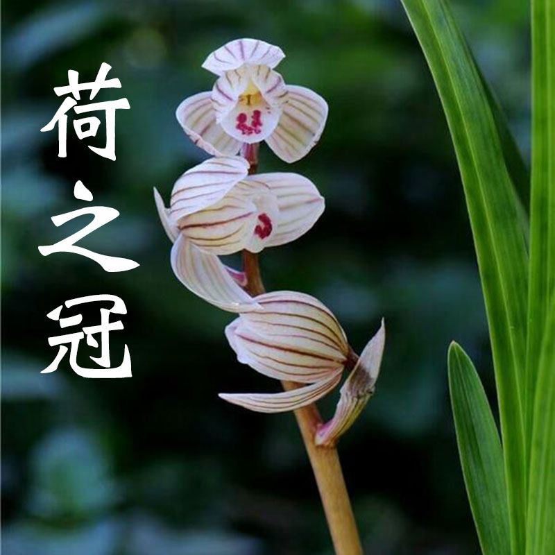 兰花花苗莲瓣兰荷之冠室内客厅办公室阳台绿植时令草本花卉