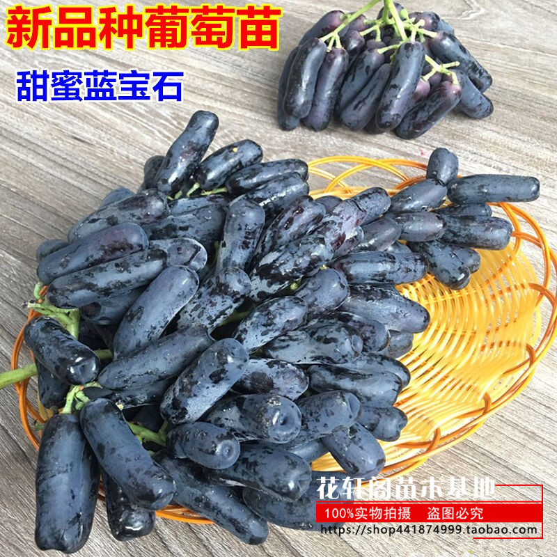 美国甜蜜蓝宝石无籽葡萄树苗当年结果南方北方种植金手指提子树苗