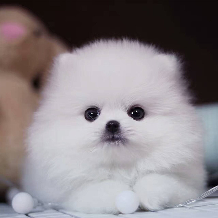 博美幼犬纯种活体小型犬茶杯犬金毛拉布拉多阿拉斯加萨摩耶宠物狗