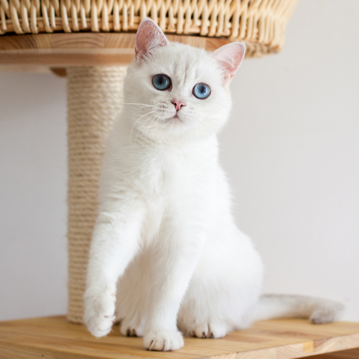 *小夕猫舍* 英短银点色 猫咪活体 宠物 【展示非卖 定猫请咨询】