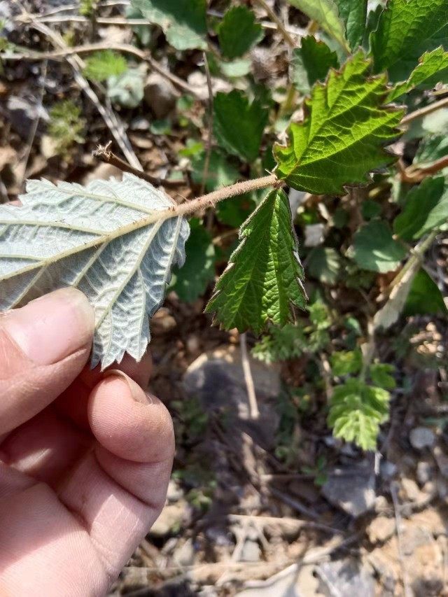 2022年野生茅莓根 茅梅根 红梅消根 三月泡根 蛇泡筋