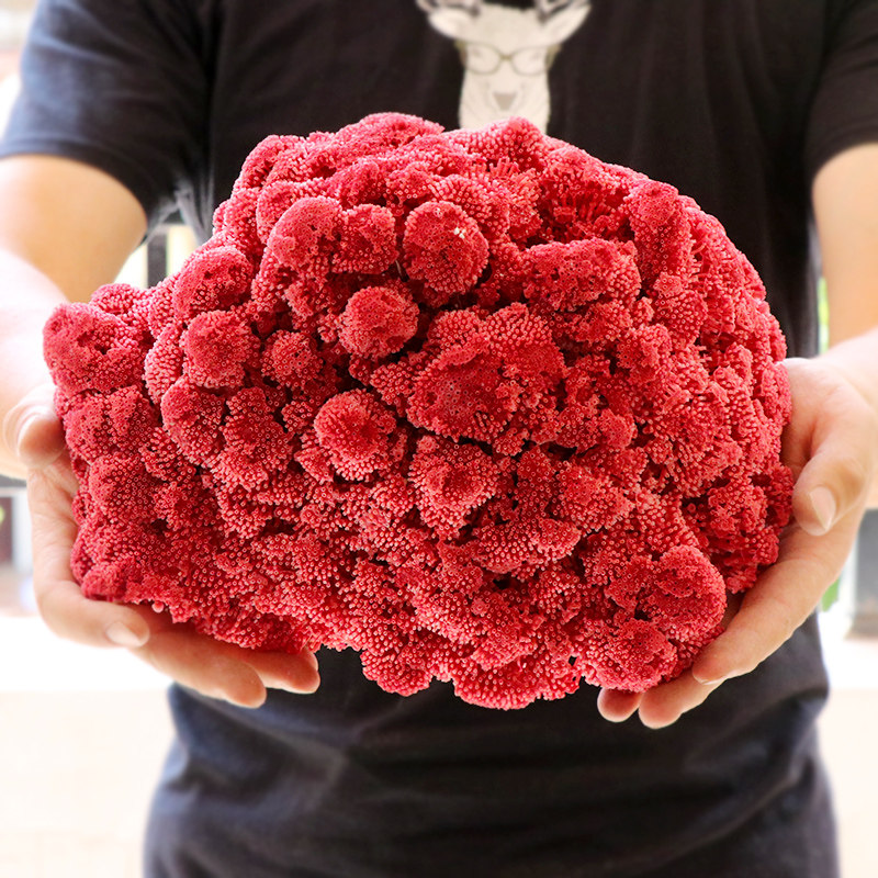 鱼缸装饰 珊瑚石 造景_天然笙珊瑚底石海螺贝壳蜂窝管珊瑚鱼缸造景