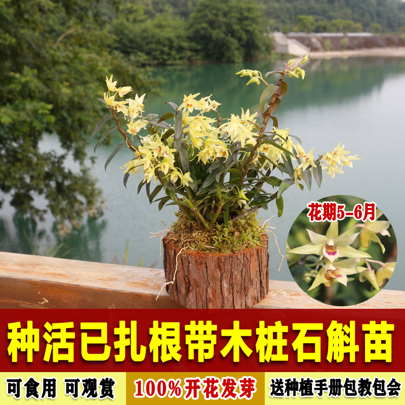 种活已扎根铁皮石斛苗木桩种植石斛苗盆栽种好带木头发货可食用|msdalam kategori penghantaran bunga/bunga simulasi/tumbuhan berkebun, bunga/Tumbuh-tumbuhan tumbuh-tumbuhan pasu (baru), tumbuh-tumbuhan hijau - dari Buy2taobao.com untuk memberikan perkhidmatan ejen Taobao profesional membeli