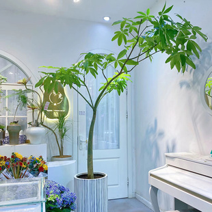 原生发财树盆栽造型大型绿植办公室内客厅净化空气观叶花卉植物