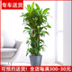 1.8米巴西铁盆栽花卉 巴西木客厅大型绿植办公室内植物 送货上门