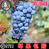 风铃儿怀来酿酒葡萄160元40斤葡萄紫葡萄新鲜酿造赤霞珠蛇龙珠酿 风铃儿怀来酿酒葡萄160元40斤葡萄紫葡萄新鲜酿造赤霞珠蛇龙珠酿