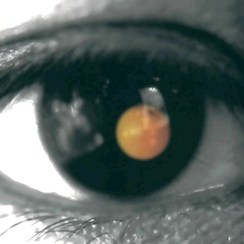 现货原装正版陶喆专辑黑色柳丁cd唱片歌词音乐cd