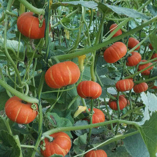 红板栗南瓜种籽红皮肉厚甜栗窝红板栗南瓜种籽红皮肉厚甜栗窝瓜甘