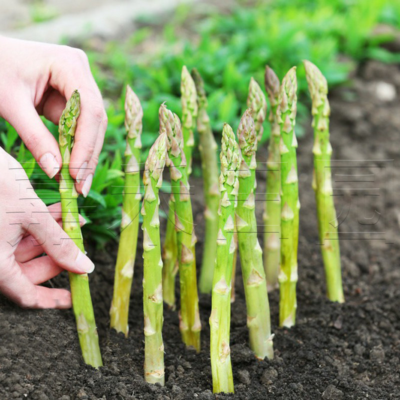 绿色芦笋苗根种子彩包高产多年生特色蔬菜龙须菜四季大田种植盆栽
