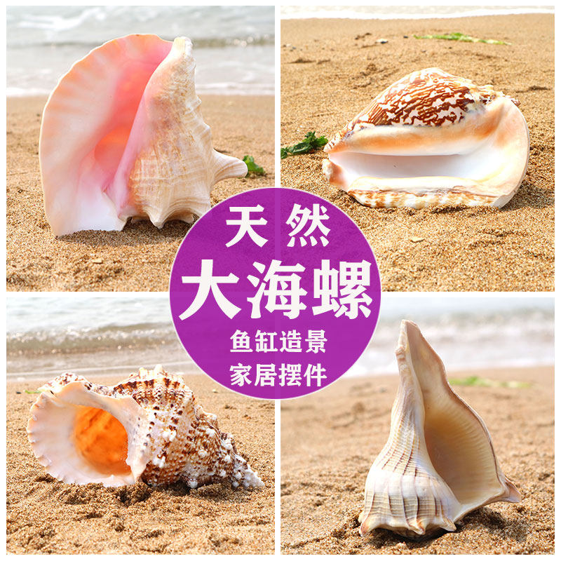 特价海螺壳 大号