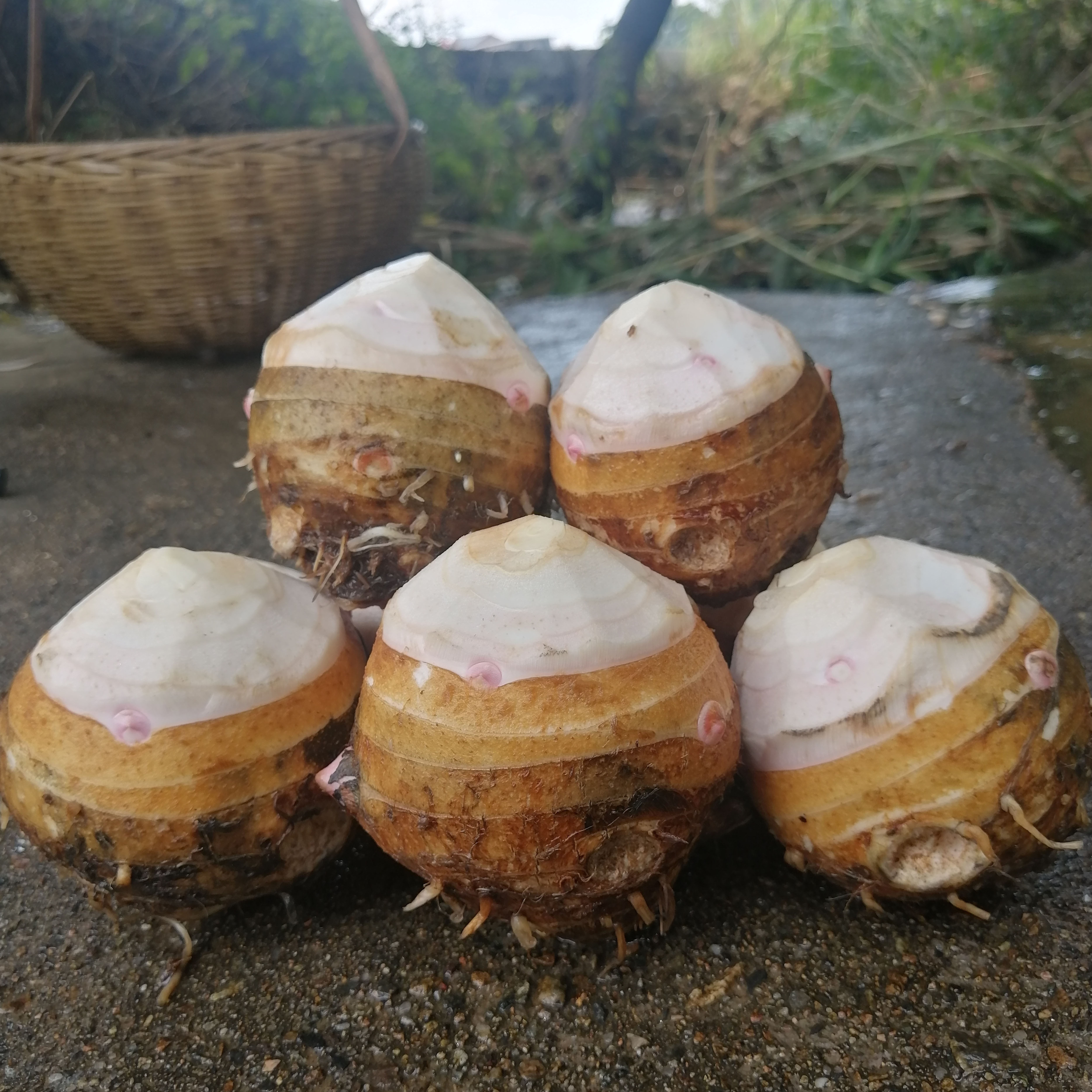 5斤装 2021年江西上饶特产铅山红芽芋母芋大芋头新鲜蔬菜现挖滑脆