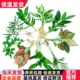 水培室内植物发财树罗汉松绿植春羽办公室桌面迷你小苗红掌小盆栽
