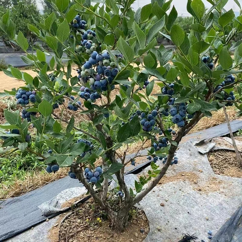 纯天然蓝莓高山露天新鲜蓝莓现摘现发孕妇水果宝宝仿野生