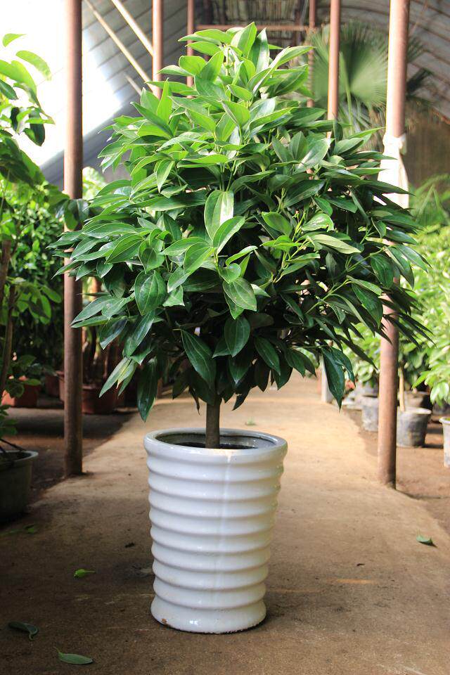 平安树客厅办公室内大型花卉植物绿植盆栽平安树兰屿肉桂幸福树