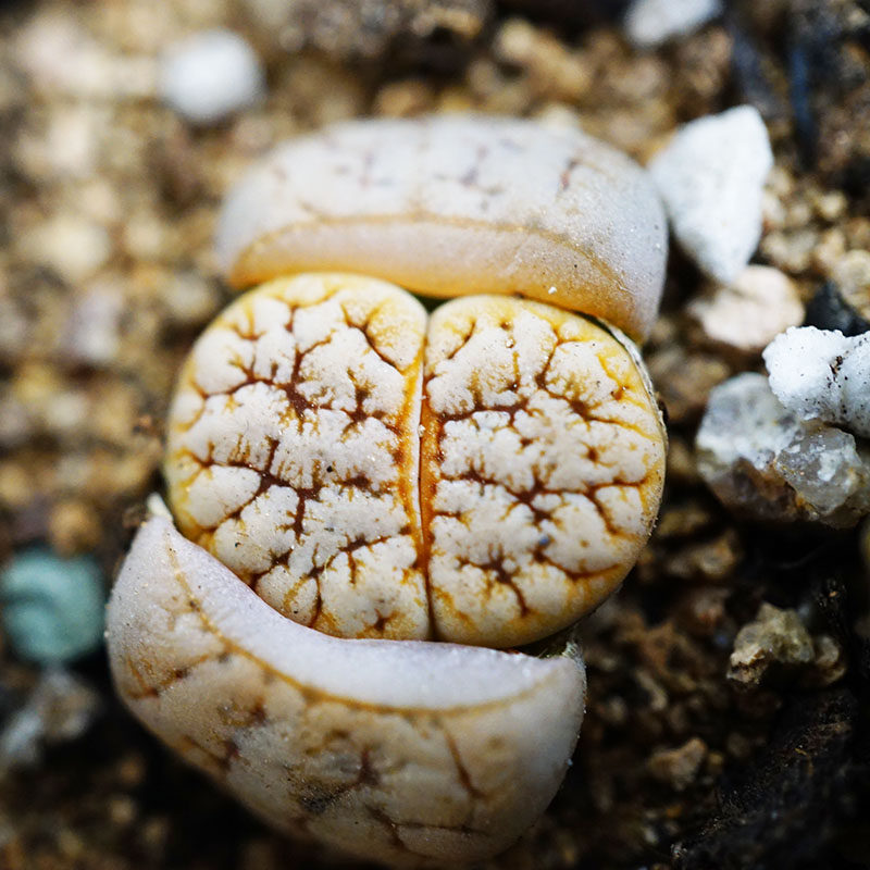 雪岚玉c373变异三年母本一物一拍生石花多肉植物番杏科拿铁化